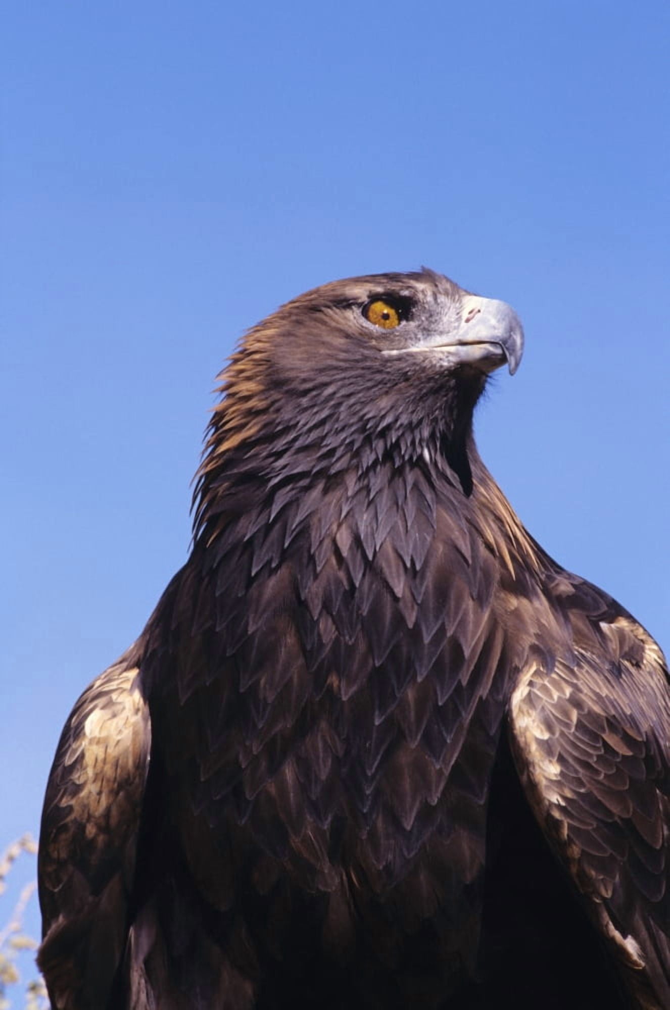 Golden Eagle (Aquila Chrysaetos) Against Blue Sky Canvas Art - John Hyde Design Pics (11 x 17)