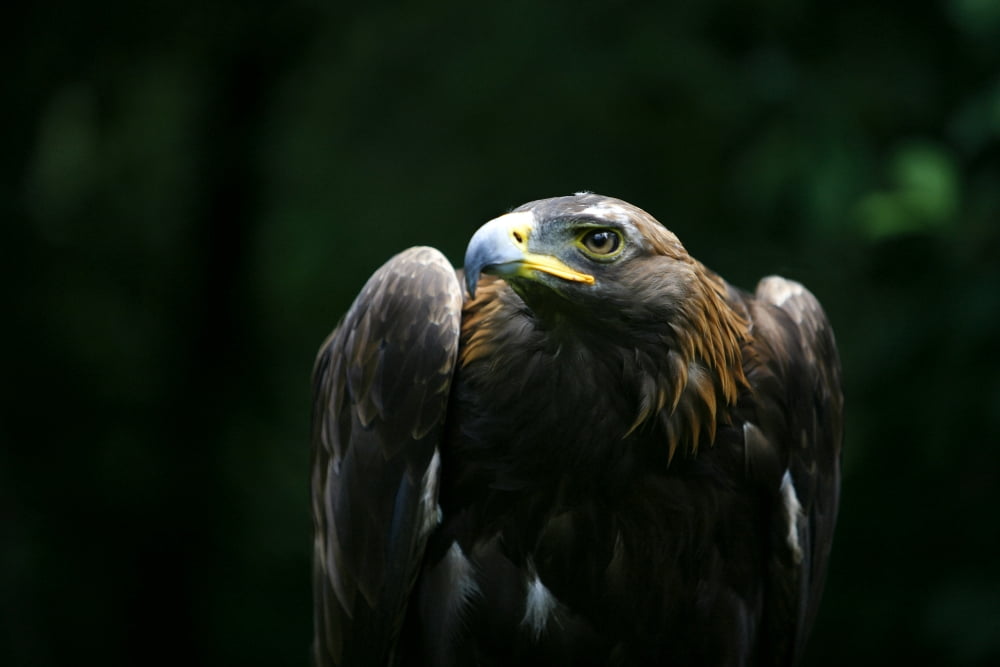 Golden Eagle (Aquila Chrysaetos) Canvas Art - Deddeda Design Pics (34 x 22)