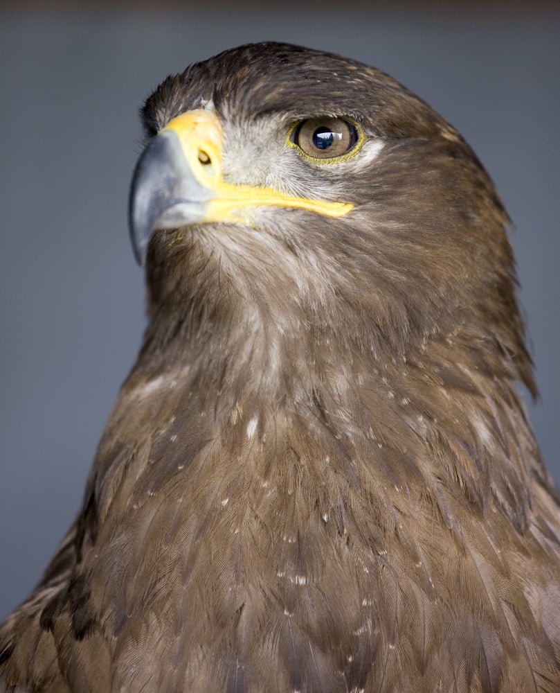 Golden Eagle (Aquila Chrysaetos) Canvas Art - John Short Design Pics (26 x 32)