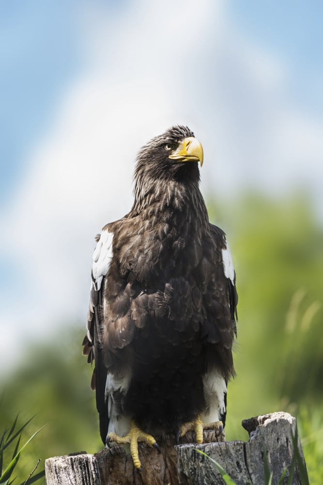Golden Eagle Assiniboine Park Zoo Winnipeg Manitoba Canada Canvas Art - Ken Gillespie Design Pics (12 x 19)