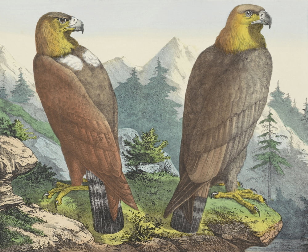 Golden Eagle Canvas Art - (36 x 24)