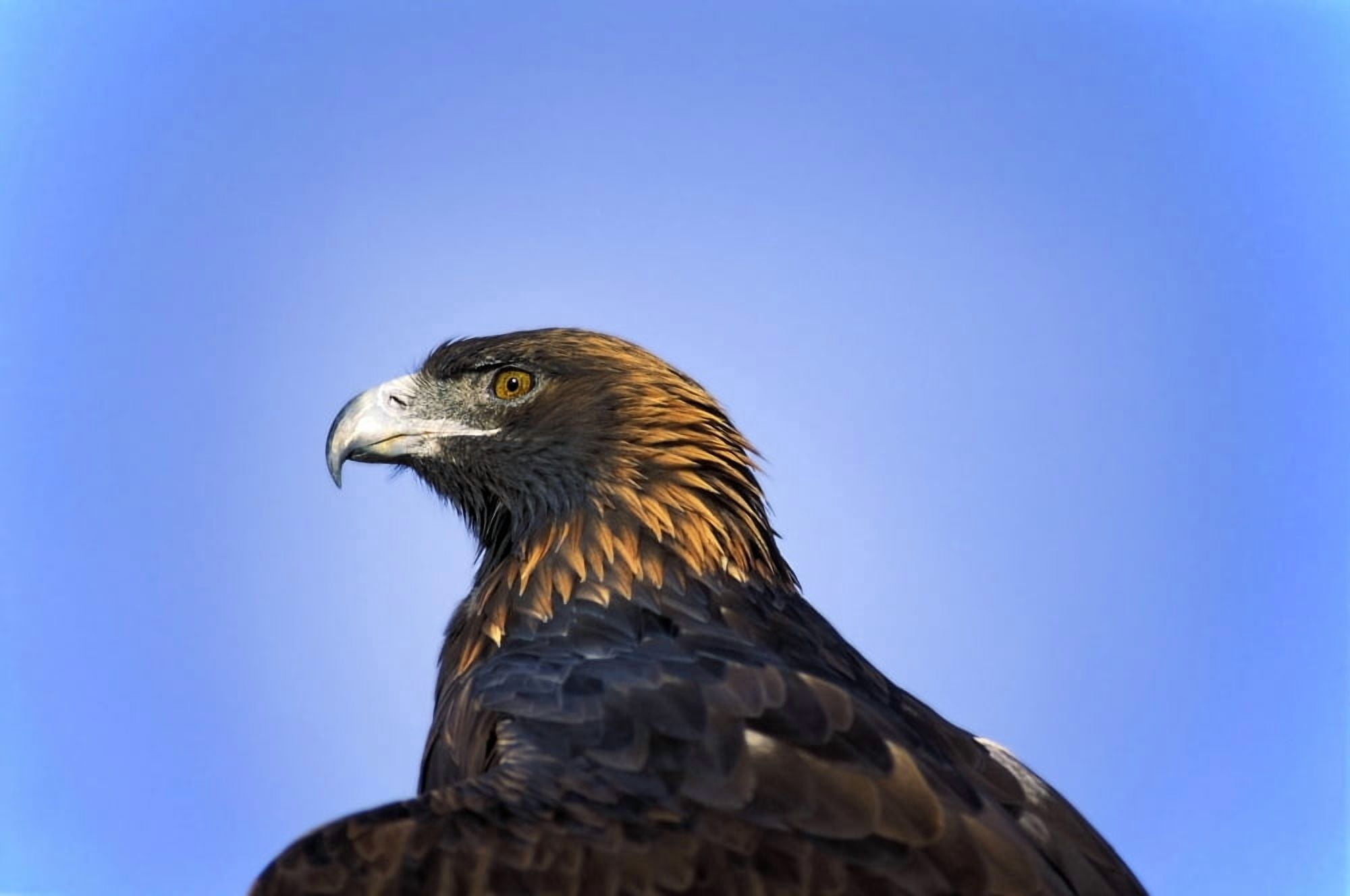 Golden Eagle Canvas Art - John Pitcher Design Pics (17 x 11)