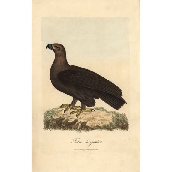 Golden Eagle, Falco Chryseatos, Aquila Chryseatos Poster Print By ® Florilegius Mary Evans (18 X 24)