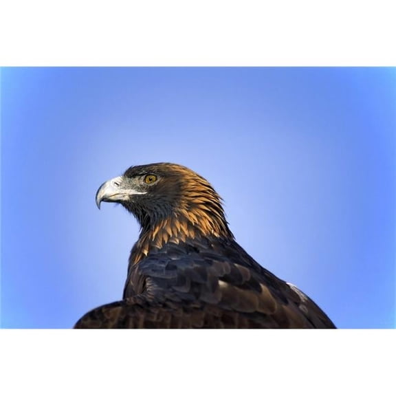 Golden Eagle Poster Print by John Pitcher - 17 x 11