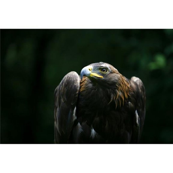 Golden Eagle  Poster Print