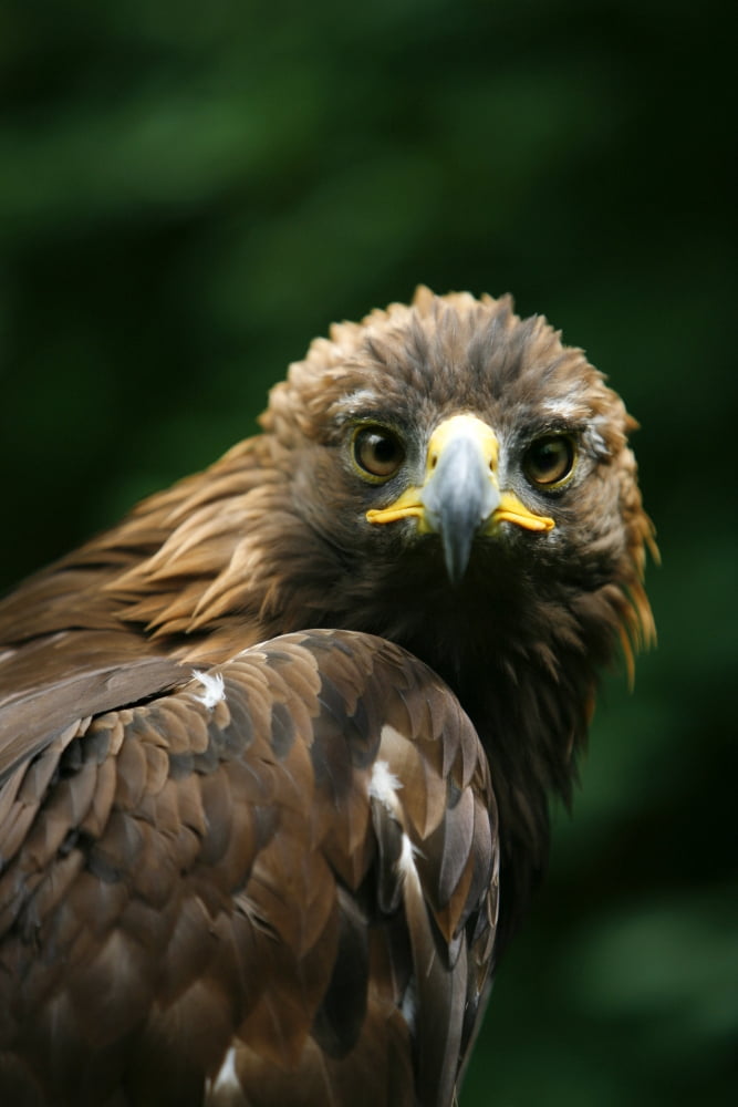 Golden Eagles Face (Aquila Chrysaetos) Canvas Art - Deddeda Design Pics (22 x 34)