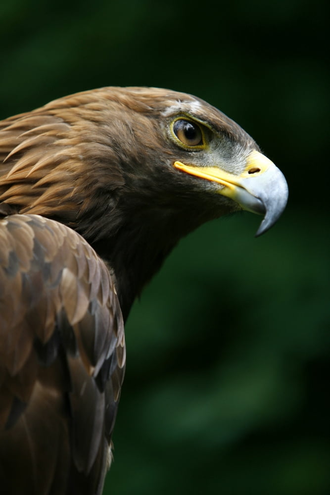 Golden Eagles Face (Aquila Chrysaetos) Canvas Art - Deddeda Design Pics (22 x 34)
