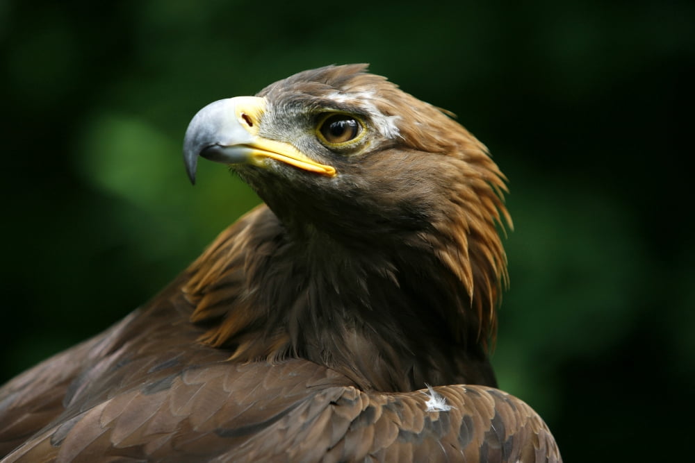 Golden Eagles Face (Aquila Chrysaetos) Canvas Art - Deddeda Design Pics (34 x 22)