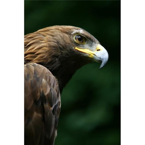 Golden Eagles Face Aquila Chrysaetos Poster Print by Deddeda - 11 x 17
