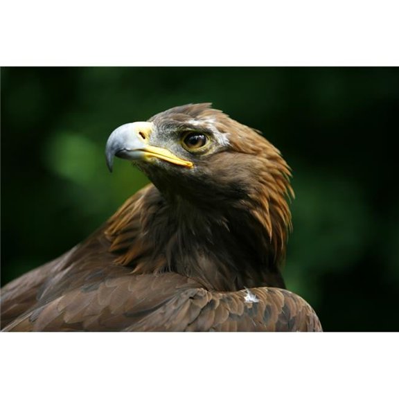 Golden Eagles Face Aquila Chrysaetos Poster Print by Deddeda, 34 x 22 - Large
