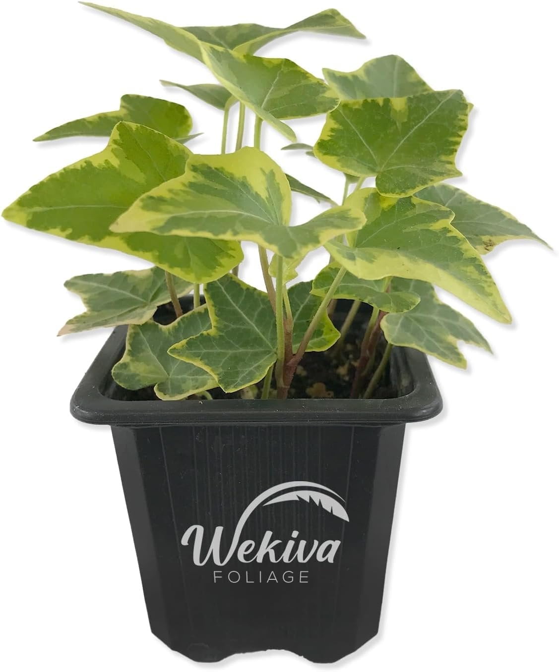 air purifying indoor plants