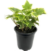 Golden English Ivy - Live Plant in a 4 Inch Pot - Hedera Helix - Beautiful Easy Care Indoor Air Purifying Houseplant Vine