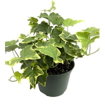 Golden English Ivy - Live Plant in a 6 Inch Pot - Hedera Helix - Beautiful Easy Care Indoor Air Purifying Houseplant Vine