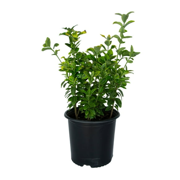 Golden Euonymus (2.5 Gallon) Green and Yellow Variegated Evergreen Shrub - Full Sun to Part Shade Live Outdoor Plant