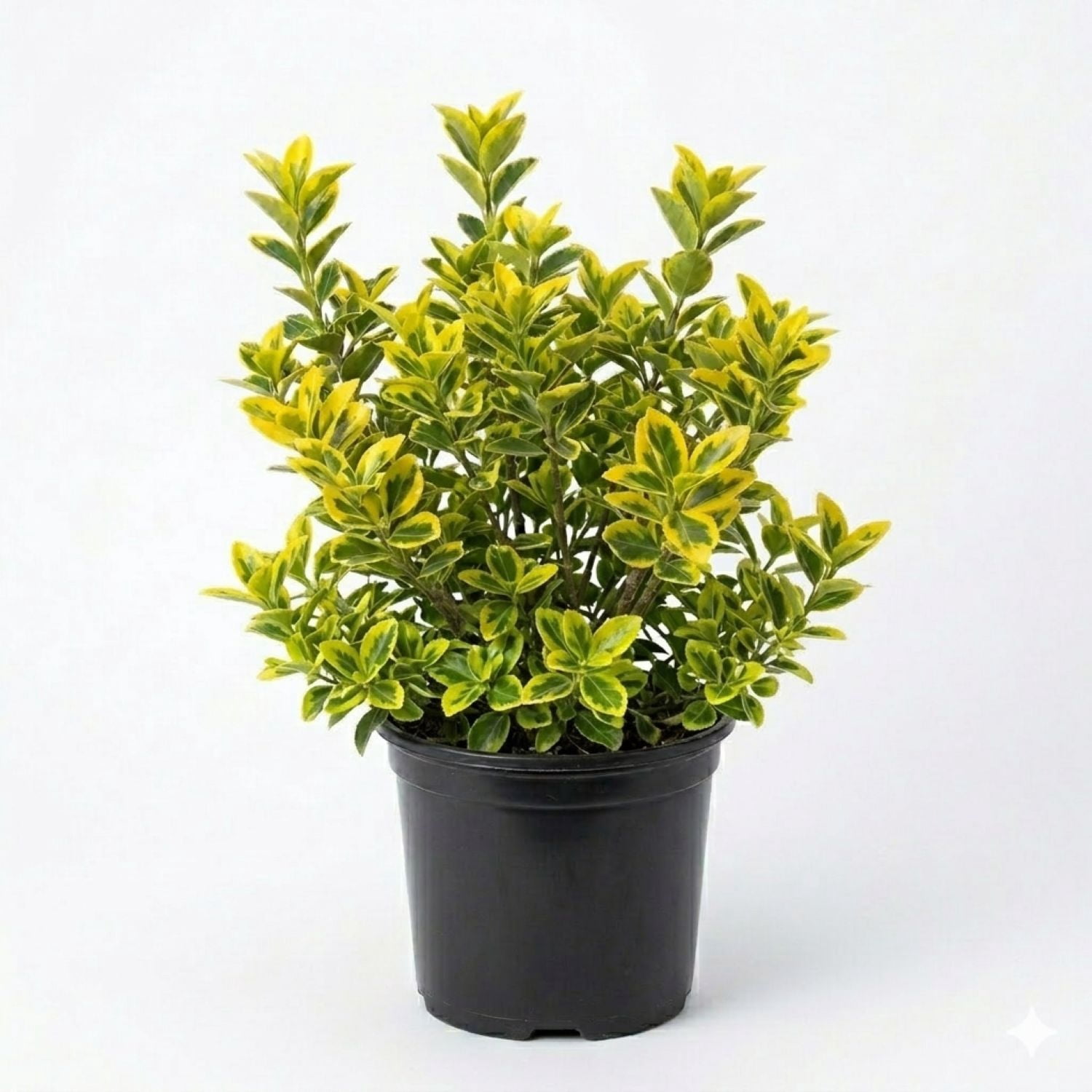 Expert Gardener Golden Euonymus (2.5 Quart) Green and Yellow Variegated Evergreen Shrub - Full Sun to Part Shade Live Outdoor Plant