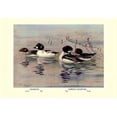 thumbnail image 1 of Golden-Eye and Barrow's Golden-Eye Ducks-Fine Art Canvas Print (20" x 30"), 1 of 1