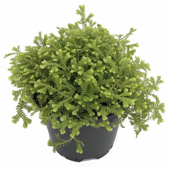 Golden Fern Club Moss Plant - Selaginella - Exotic - 4" Pot