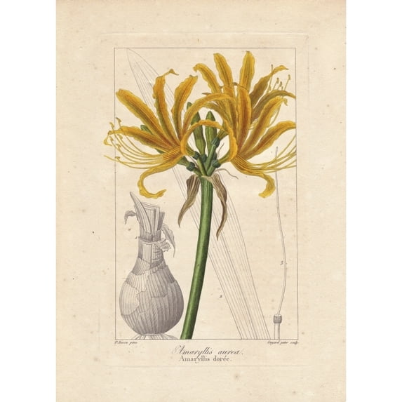 Golden Flame Lily, Pyrolirion Aureum, Nativea Poster Print By ® Florilegius Mary Evans (24 X 36)
