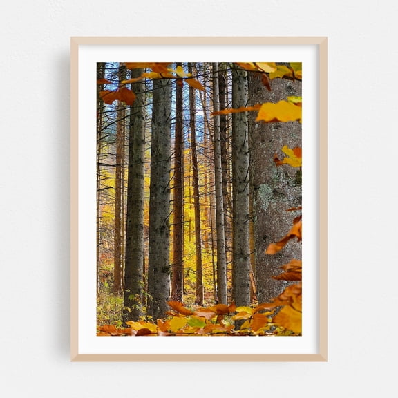 Golden Forest Path - Photography Autumn Forest Nature Woodland Scenic Woods Landscape Oak Framed Wall Art Print 12 x 16 inches