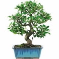 thumbnail image 1 of Golden Gate Ficus (Indoor), 1 of 5