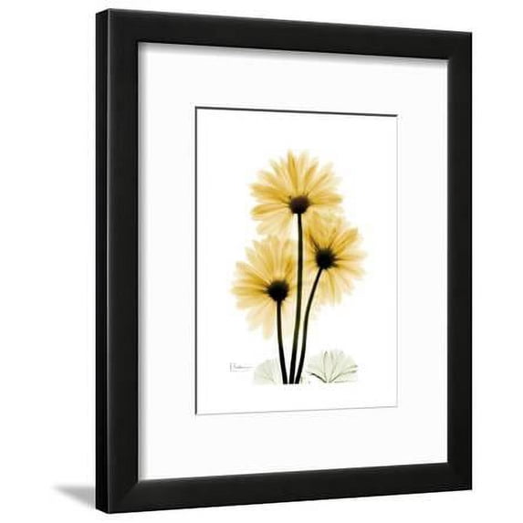 Golden Gerbera, Botanical Seasons Framed Art Print Wall Art by Albert Koetsier Sold by Art.Com