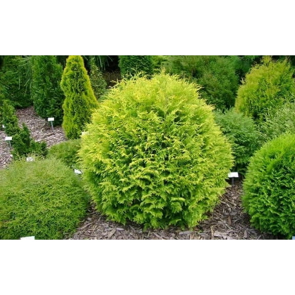Golden Globe Dwarf Arborvitae ( Thuja ) - Live Plant - ( 2.5 QT ) - Evergreen Shrub