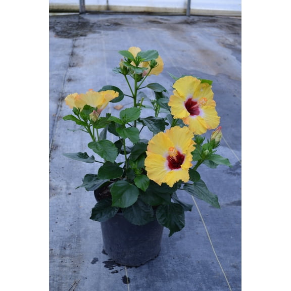 Golden Globe Hollywood Hibiscus Bush - 1 Live Starter in a 10 Inch Pot - Hibiscus Rosa Sinensis - Bright Dramatic Elegant Lush Patio Bush