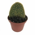 thumbnail image 1 of Golden Gloves Cactus - Opuntia - 3" Pot, 1 of 1
