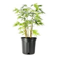 thumbnail image 1 of Golden Goddess Bamboo | 1 Large Gallon Size Plant | Bambusa multiplex | Fast Growing Privacy Screen | Clumping Bamboo for Landscapes Gardens Walkways Borders Foundation Beds Decorative Accent Use, 1 of 6