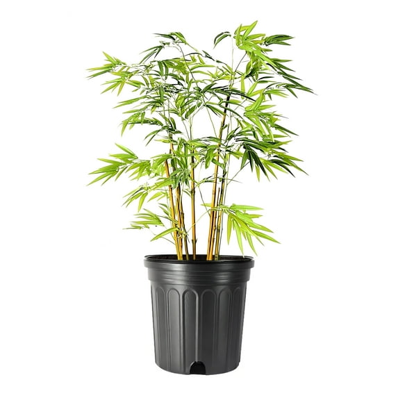 Golden Goddess Bamboo | 1 Large Gallon Size Plant | Bambusa multiplex | Fast Growing Privacy Screen | Clumping Bamboo for Landscapes Gardens Walkways Borders Foundation Beds Decorative Accent Use