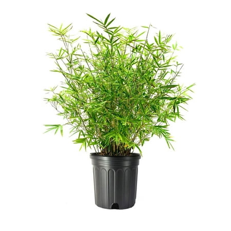 Golden Goddess Hedge Bamboo Plant 1 Extra Large 3 Gallon Plant Bambusa Multiplex Live Non-invasive Clumping Screening
