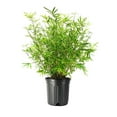 thumbnail image 1 of Golden Goddess Hedge Bamboo Plant  2 Extra Large 3 Gallon Plants  Bambusa Multiplex  Live Non-invasive Clumping Screening Bamboo, 1 of 9