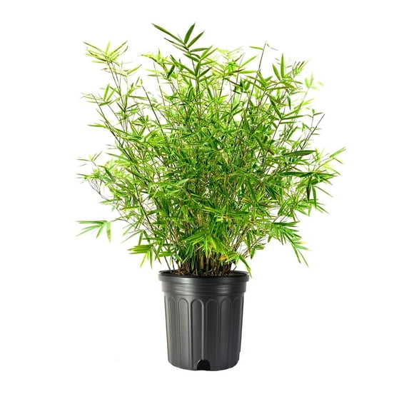 Golden Goddess Hedge Bamboo Plant 2 Extra Large 3 Gallon Plants Bambusa Multiplex Live Non-invasive Clumping Screening Bamboo