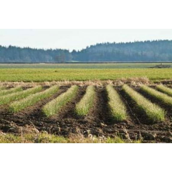Golden Green Rows Poster Print by Dana Styber (12 x 18)