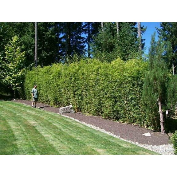 Golden Hedge Bamboo  1 Extra Large 3 Gallon Plant  Bambusa Multiplex  Clumping Non-Invasive Screening Live Bamboo