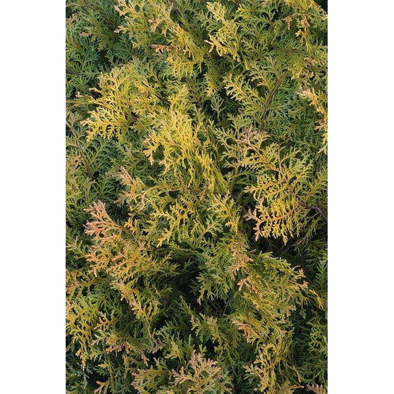 RedCrocus Aurea Hiba Arborvitae - Evergreen Conifer, Bright Yellow Foliage, Compact, Container & Garden Plant, Deer Resistant, Pet Safe, 3-4 ft 3 Gallon