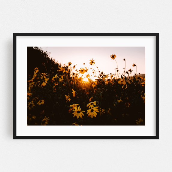 Golden Hour Blooms - Rancho Palos Verdes California Photography Sunset Flowers Nature Floral Scenic Summer Botanical Black Framed Wall Art Print 24 x 36 inches