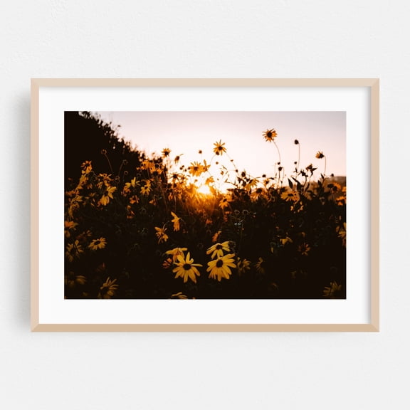 Golden Hour Blooms - Rancho Palos Verdes California Photography Sunset Flowers Nature Floral Scenic Summer Botanical Oak Framed Wall Art Print 16 x 24 inches
