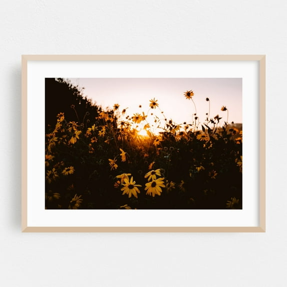 Golden Hour Blooms - Rancho Palos Verdes California Photography Sunset Flowers Nature Floral Scenic Summer Botanical Oak Framed Wall Art Print 20 x 30 inches