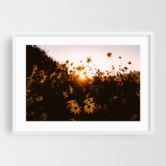 Golden Hour Blooms - Rancho Palos Verdes California Photography Sunset Flowers Nature Floral Scenic Summer Botanical White Framed Wall Art Print 5 x 7 inches