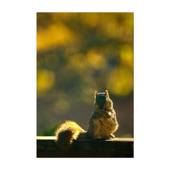 Golden Hour Squirrel - Photography Wildlife Nature Autumn Woodland Animal Scenic Unframed Wall Art Print 8 x 12 inches