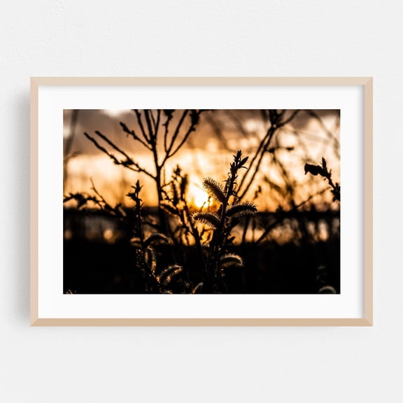 Golden Hour Through Wild Branches - Photography Sunset Silhouette Nature Scenic Moody Botanical Minimalist Oak Framed Wall Art Print 20 x 30 inches