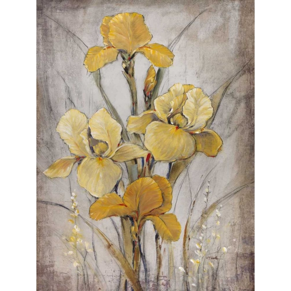Golden Irises I Poster Print Tim OToole (24 x 36)