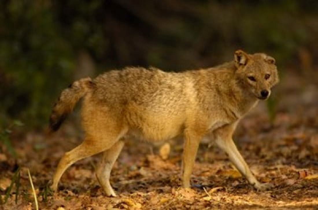 Golden Jackal wildlife Bharatpur NP Rajasthan INDIA Canvas Art - Pete Oxford DanitaDelimont (29 x 19)