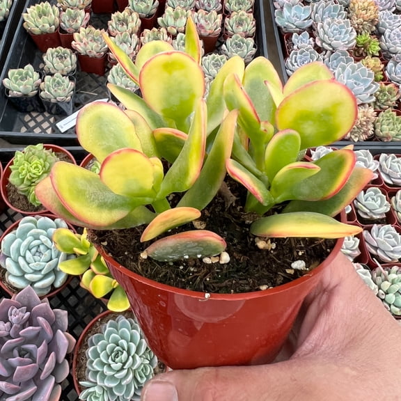 Golden Jade Tree 4 Inch Pot, Crassula Ovata 'Hummel Sunset' Live Succulent, Lucky Money Plant Easy Care Houseplant, Great Gift for Home Office Decor