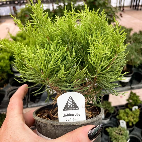 Golden Joy Juniper, Live Plant, 4" Growers Pot
