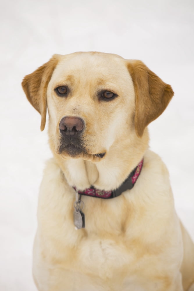 Golden Labrador Retriever Dog Canvas Art - Michael Interisano Design Pics (12 x 19)