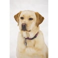 thumbnail image 1 of Golden Labrador Retriever Dog Poster Print, 1 of 2