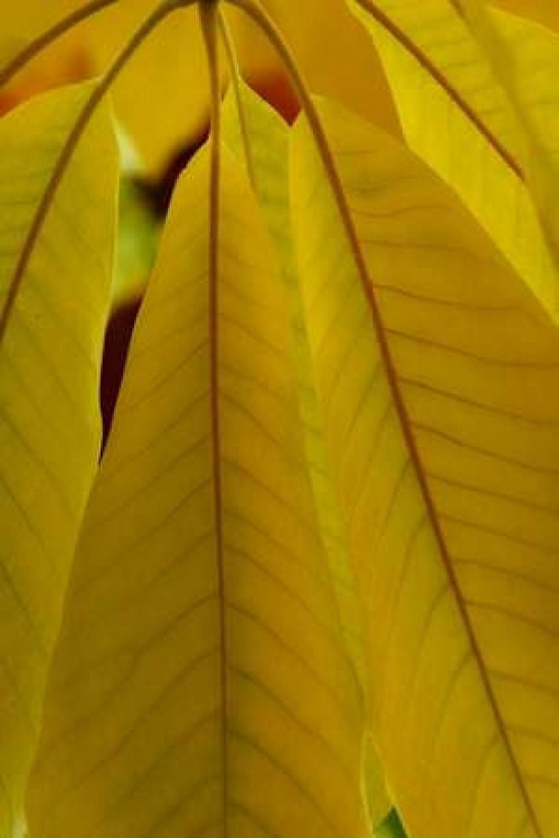 Golden Leafs II Canvas Art - Vitaly Geyman (24 x 36)
