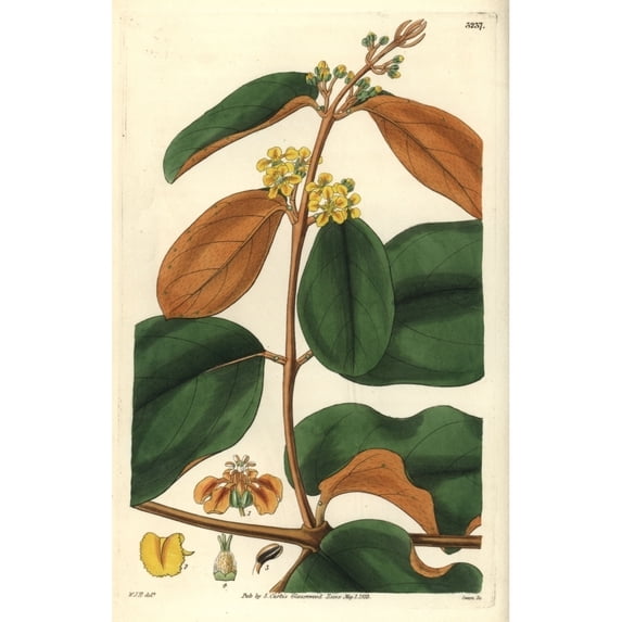Golden-Leaved Chrysophylla Heteropteris Chrysophylla Poster Print By ?? Florilegius Mary Evans